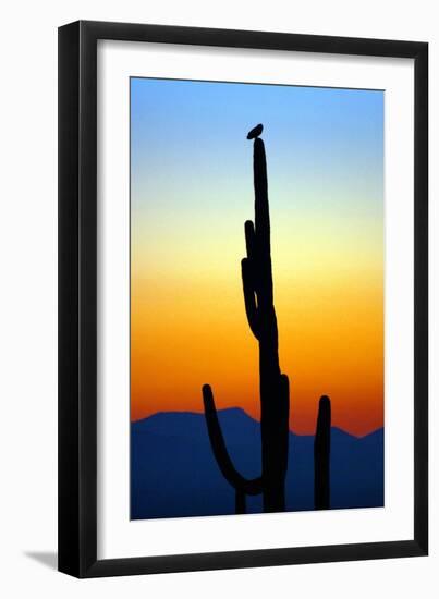 Owl at Sunset-Douglas Taylor-Framed Premium Photographic Print