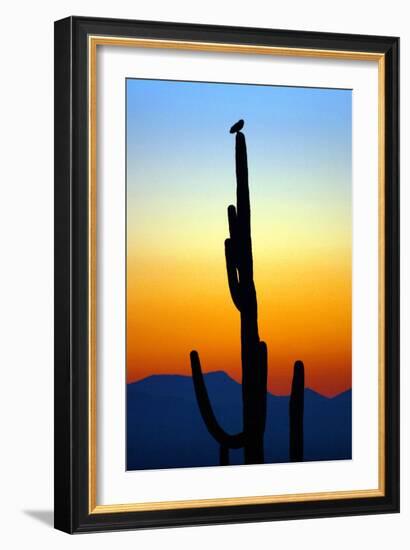 Owl at Sunset-Douglas Taylor-Framed Premium Photographic Print