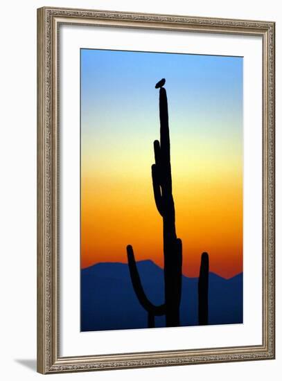 Owl at Sunset-Douglas Taylor-Framed Photographic Print