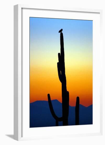 Owl at Sunset-Douglas Taylor-Framed Photographic Print