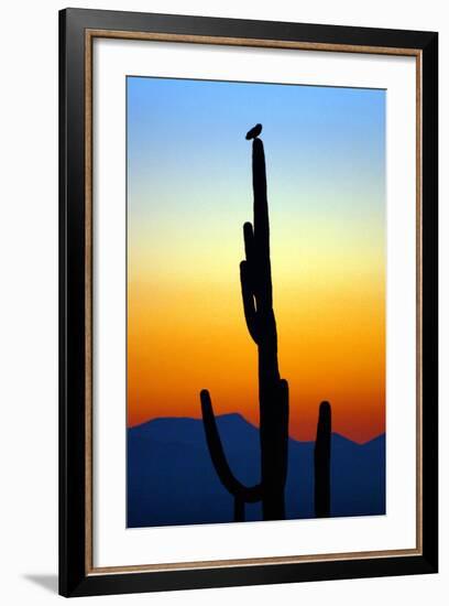 Owl at Sunset-Douglas Taylor-Framed Photographic Print