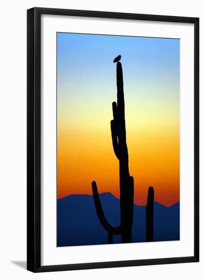 Owl at Sunset-Douglas Taylor-Framed Photographic Print