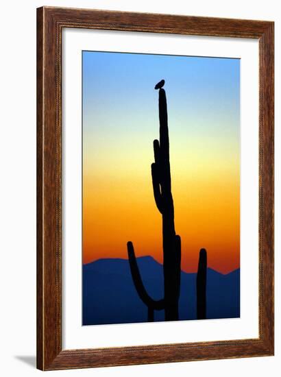 Owl at Sunset-Douglas Taylor-Framed Photographic Print