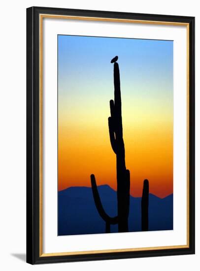 Owl at Sunset-Douglas Taylor-Framed Photographic Print