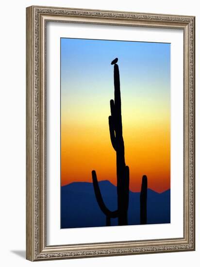 Owl at Sunset-Douglas Taylor-Framed Photographic Print
