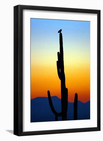 Owl at Sunset-Douglas Taylor-Framed Photographic Print