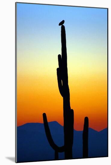 Owl at Sunset-Douglas Taylor-Mounted Photographic Print