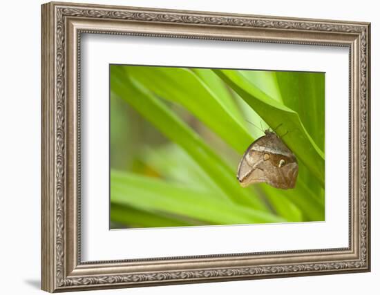 owl butterfly, Caligo eurilochus, holds on to leaves-Alexander Georgiadis-Framed Photographic Print