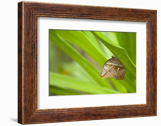 owl butterfly, Caligo eurilochus, holds on to leaves-Alexander Georgiadis-Framed Photographic Print