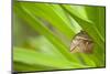 owl butterfly, Caligo eurilochus, holds on to leaves-Alexander Georgiadis-Mounted Photographic Print