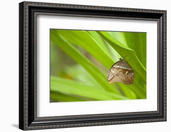 owl butterfly, Caligo eurilochus, holds on to leaves-Alexander Georgiadis-Framed Photographic Print