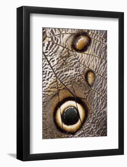 Owl Butterfly, Costa Rica-null-Framed Photographic Print