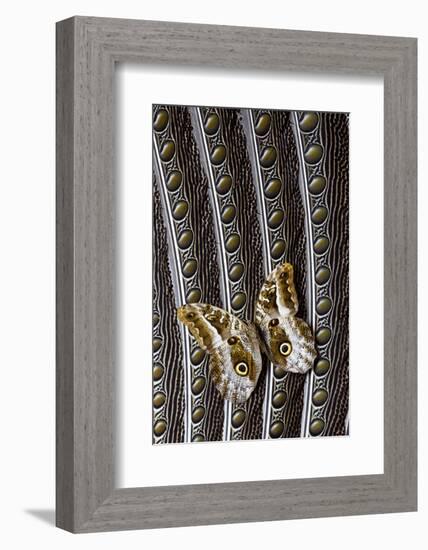 Owl Butterfly on Argus Wing Feathers-Darrell Gulin-Framed Photographic Print