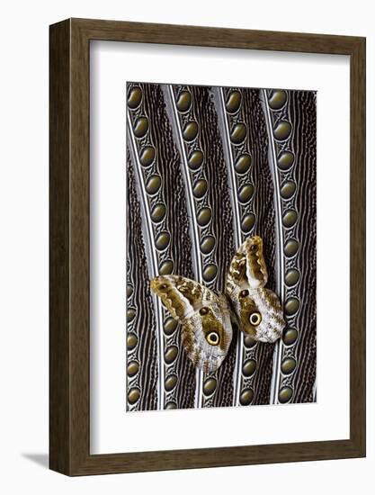 Owl Butterfly on Argus Wing Feathers-Darrell Gulin-Framed Photographic Print