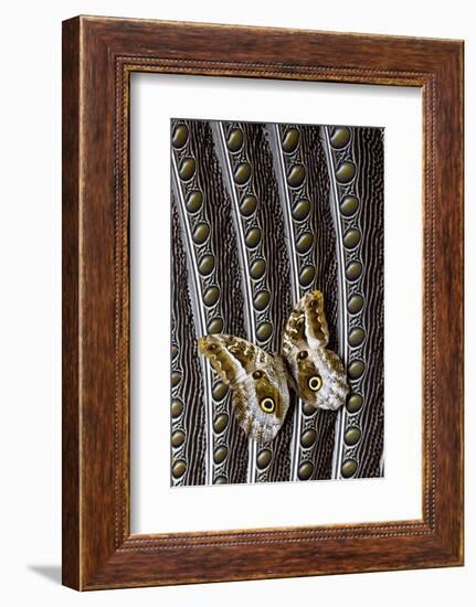 Owl Butterfly on Argus Wing Feathers-Darrell Gulin-Framed Photographic Print