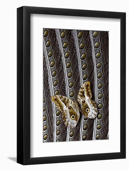 Owl Butterfly on Argus Wing Feathers-Darrell Gulin-Framed Photographic Print