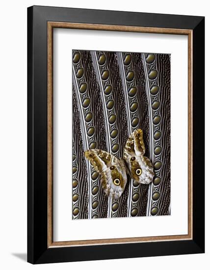 Owl Butterfly on Argus Wing Feathers-Darrell Gulin-Framed Photographic Print