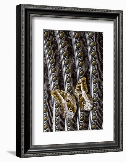 Owl Butterfly on Argus Wing Feathers-Darrell Gulin-Framed Photographic Print