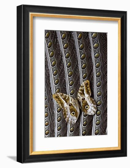 Owl Butterfly on Argus Wing Feathers-Darrell Gulin-Framed Photographic Print