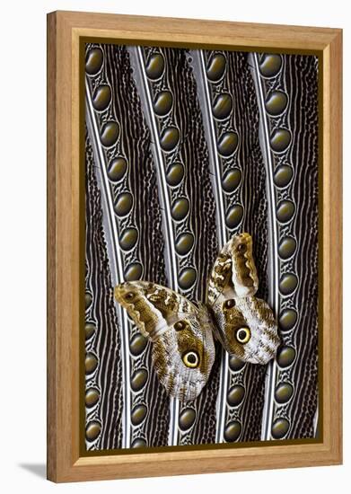 Owl Butterfly on Argus Wing Feathers-Darrell Gulin-Framed Premier Image Canvas