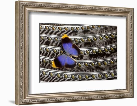 Owl Butterfly on Argus Wing Feathers-Darrell Gulin-Framed Photographic Print