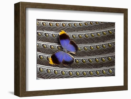 Owl Butterfly on Argus Wing Feathers-Darrell Gulin-Framed Photographic Print