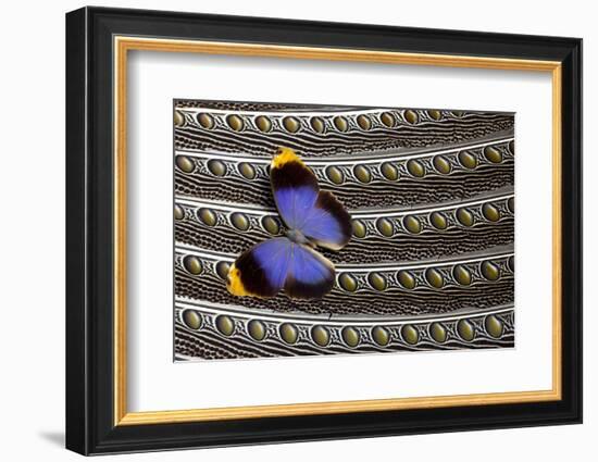 Owl Butterfly on Argus Wing Feathers-Darrell Gulin-Framed Photographic Print