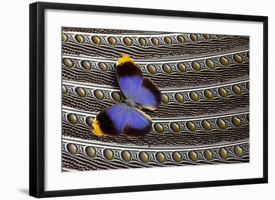 Owl Butterfly on Argus Wing Feathers-Darrell Gulin-Framed Photographic Print