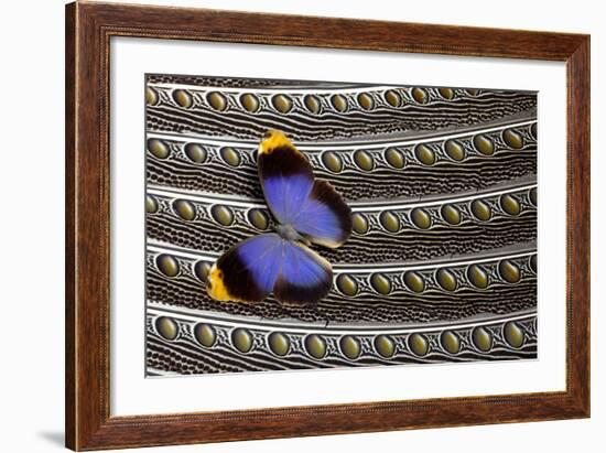 Owl Butterfly on Argus Wing Feathers-Darrell Gulin-Framed Photographic Print