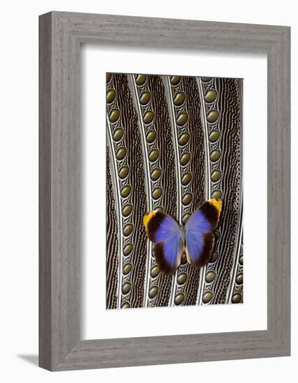 Owl Butterfly on Argus Wing Feathers-Darrell Gulin-Framed Photographic Print