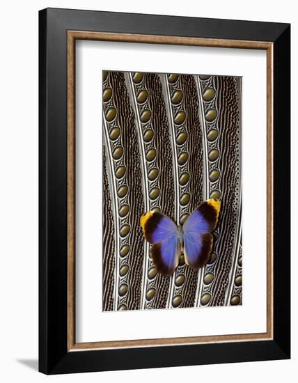 Owl Butterfly on Argus Wing Feathers-Darrell Gulin-Framed Photographic Print