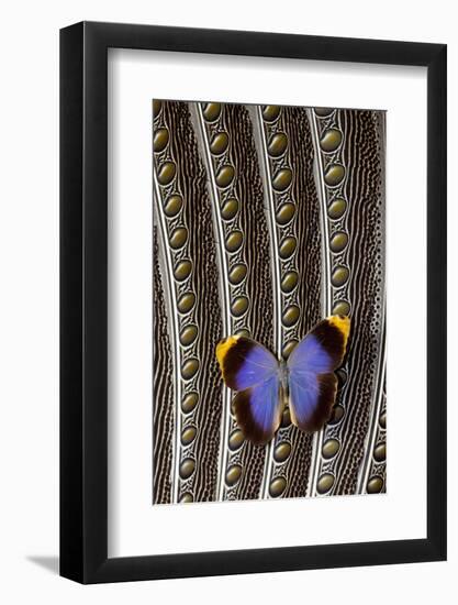 Owl Butterfly on Argus Wing Feathers-Darrell Gulin-Framed Photographic Print