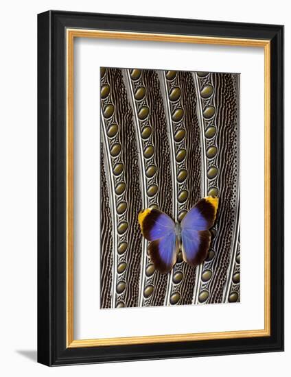 Owl Butterfly on Argus Wing Feathers-Darrell Gulin-Framed Photographic Print