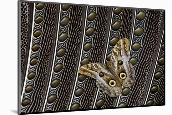 Owl Butterfly on Argus Wing Feathers-Darrell Gulin-Mounted Photographic Print