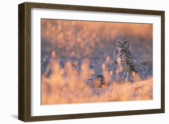 Owl Eyes-Ike Leahy-Framed Photographic Print