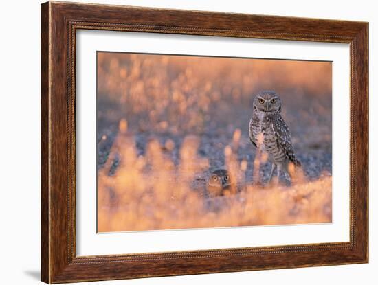 Owl Eyes-Ike Leahy-Framed Photographic Print
