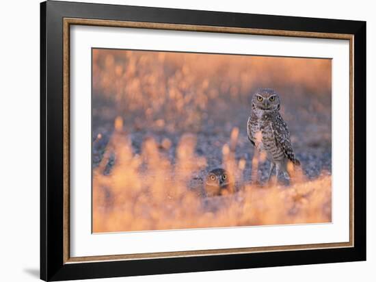 Owl Eyes-Ike Leahy-Framed Photographic Print