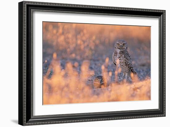 Owl Eyes-Ike Leahy-Framed Photographic Print