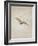 Owl Flying Against a Moonlit Sky, 1836-1837-Caspar David Friedrich-Framed Giclee Print