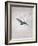 Owl Flying Against a Moonlit Sky-Caspar David Friedrich-Framed Giclee Print