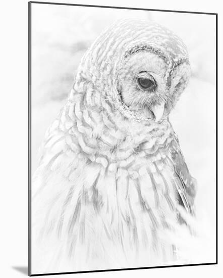 Owl Gaze-Wink Gaines-Mounted Giclee Print