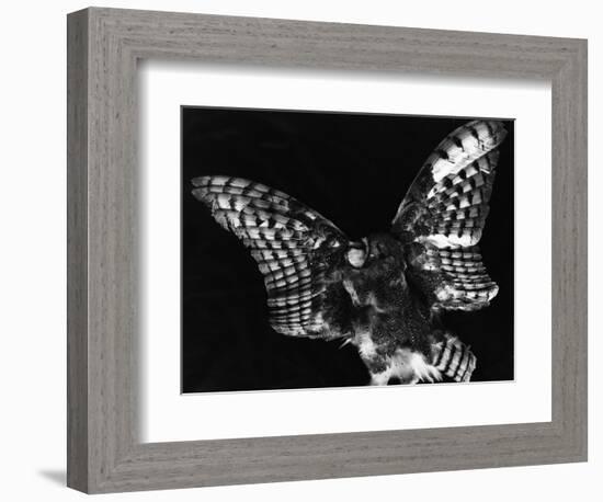 Owl, Hawaii, 1982-Brett Weston-Framed Photographic Print