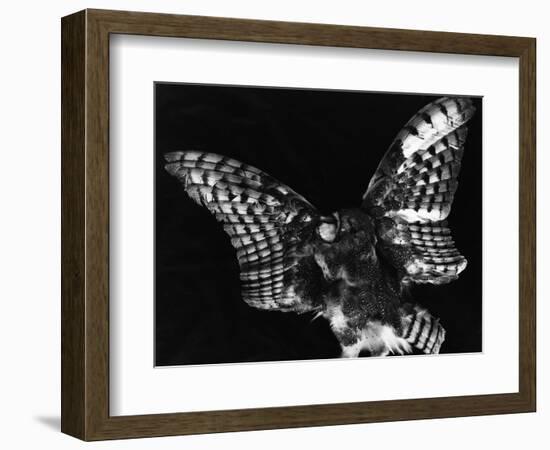 Owl, Hawaii, 1982-Brett Weston-Framed Photographic Print