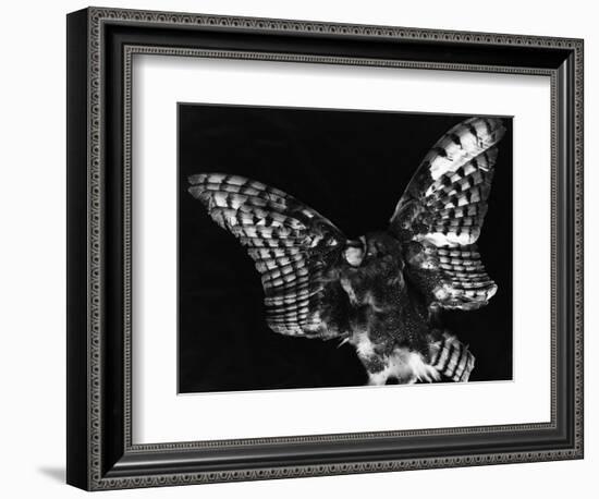 Owl, Hawaii, 1982-Brett Weston-Framed Photographic Print