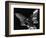 Owl, Hawaii, 1982-Brett Weston-Framed Photographic Print