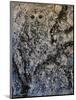 Owl I-Joseph Marshal Foster-Mounted Art Print