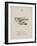 Owl Illustrations and Verses From Nonsense Alphabets Drawn and Written by Edward Lear.-Edward Lear-Framed Giclee Print