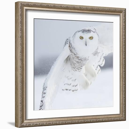 Owl in Flight I-PHBurchett-Framed Art Print