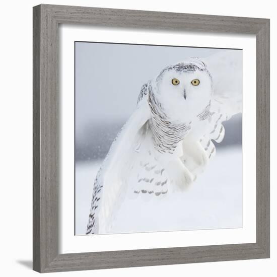 Owl in Flight I-PHBurchett-Framed Art Print