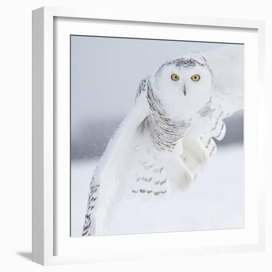 Owl in Flight I-PHBurchett-Framed Art Print